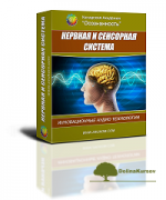 nervnaja-sensornaja-sistema-i-kachestvo-myshlenija-programma-dlja-zhenschin-revenko-2016.png