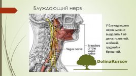 igor-atroschenko-metodika-mjagkoj-manualnoj-terapii-bluzhdajuschego-nerva-2020.jpg